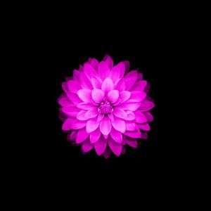 Meet your Posher, Maggie